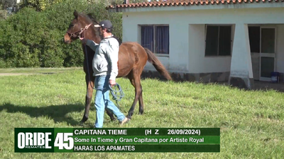 Lote Lote 45