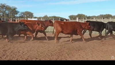 Lote 76 Vaquillonas c/ Gtía de Preñez