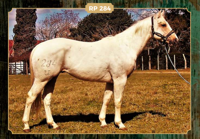 Lote JYL COPADITO SIX