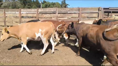 Lote 20 Vaquilla Gorda en Los Ángeles, VIII Región Biobío