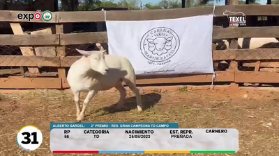 Lote LOTE 31