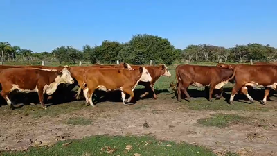 Lote 33 Vaquillonas preñadas en Corrientes, Curuzú-Cuatiá