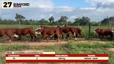 Lote LOTE 27