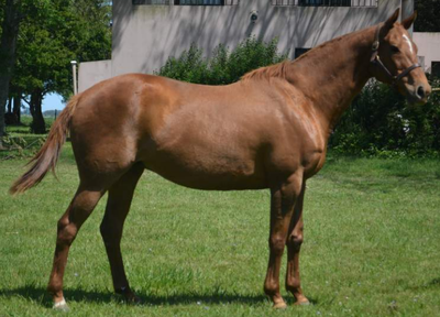 Lote NUT CREAM