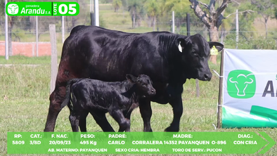 Lote LOTE 5