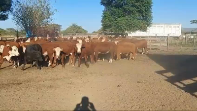 Lote 96 Terneros/as