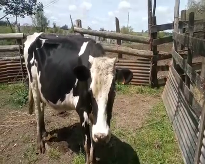 Lote Vacas