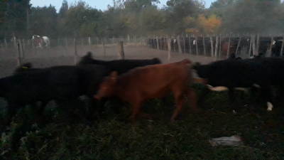 Lote 26 Terneras en Daireaux, Buenos Aires