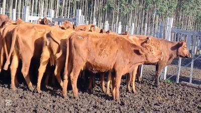 Lote VACAS/VAQUILLONAS INVERNADA