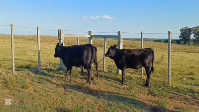 Lote TERNERAS
