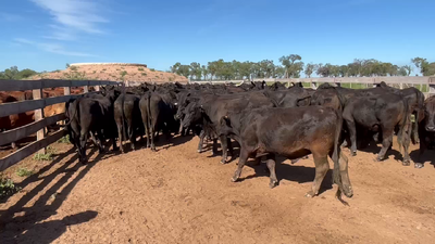Lote 145 Novillitos en J.J. Castelli, Chaco