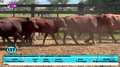 Lote LOTE 137
