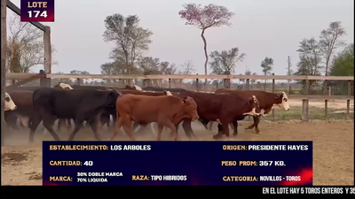 Lote LOTE 174 -  5 TOROS Y 35 NOVILLOS CBO 1