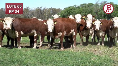 Lote VAQUILLONAS PREÑADAS Polled Hereford -PARICION OTOÑO 2024-