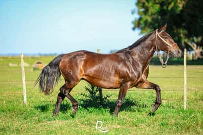 Lote Bruja Del Bagualito