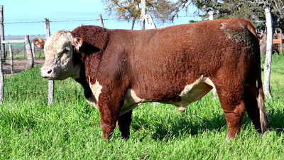 Lote 3 Toros POLLED HEREFORD, Montevideo