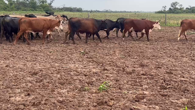 Lote 32 Vacas de invernar en Pdcia. Roque Sáenz Peña, Chaco