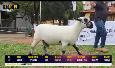 Lote LOTE 19