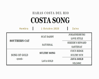 Lote COSTA SONG (SOUTHERN CAT - SONG OF GOLD)