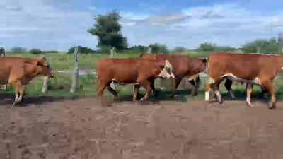 Lote 150 Novillitos