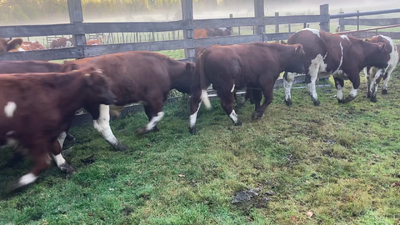 Lote 18 Ternero en Cisnes, XI Región Aysén