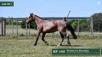 Lote Violeta La Flechilla