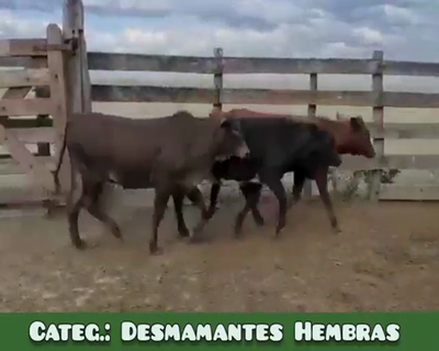 Lote Desmamantes Hembras