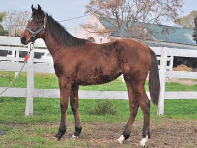 Lote JULIANA GLORY