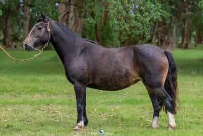 Lote JAGUEL YUNTA