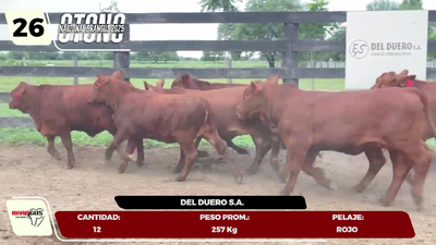Lote LOTE 26