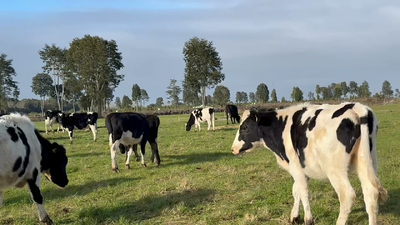 Lote 50 Novillo Engorda en Puerto Varas, X Región Los Lagos