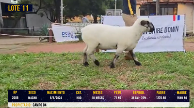 Lote LOTE 11