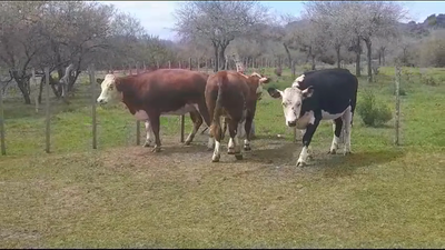  3 Vaquillonas/Vacas Gordas  - 350kg en Colonia POLANCOS
