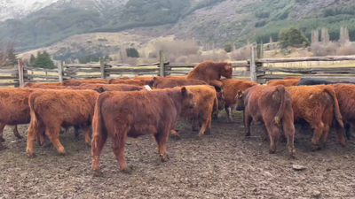 Lote 33 Ternero en Coyhaique, XI Región Aysén