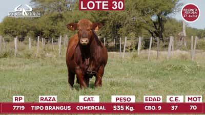 Lote Reproductores de Alborada - Lote 30