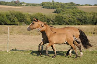 Lote Catalana Tranca