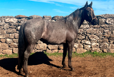 Lote FULANA GAITERA