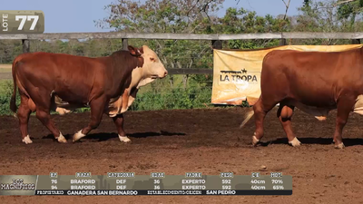 Lote LOTE 77 - EN VIVO