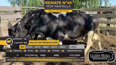 Lote 5 Vacas Preñadas Holando en Estanzuela, Colonia