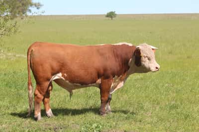 Lote PEDIGREE DE 3 AÑOS