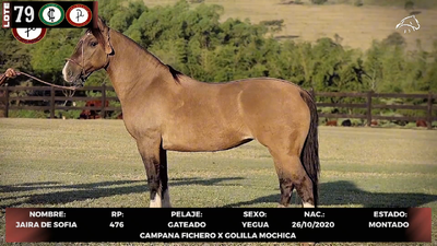 Lote LOTE 79