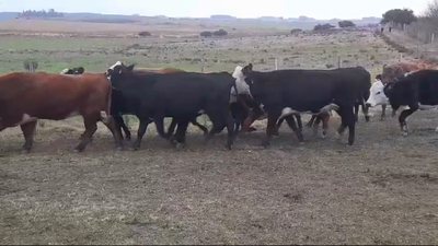  12 Vacas preñadas  - kg en Colonia MIGUELETE