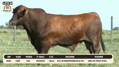 Lote LOTE 58