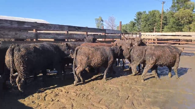 Lote 20 Vaquilla Gorda en Los Ángeles, VIII Región Biobío