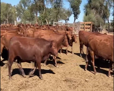 Lote 275 Vaquillonas preñadas en Las Lomitas, Formosa