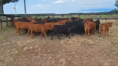 Lote 61 Terneros