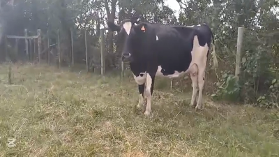 Lote VACA GORDA