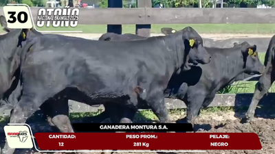 Lote LOTE 30