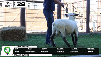 Lote LOTE 29- BOZAL