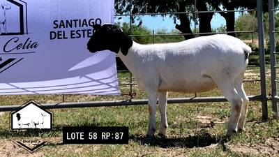Lote RP 87